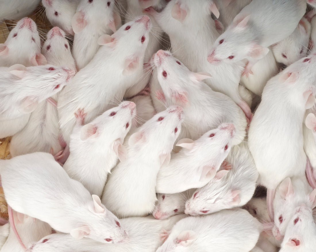 Frozen Mice for Snakes