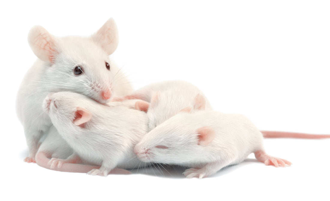 frozen mice sizing