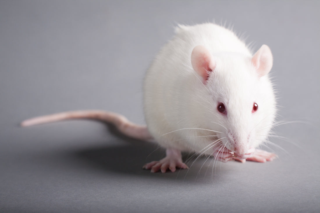 Frozen Rats: Your Size Guide to Frozen Feeder Rats for Sale