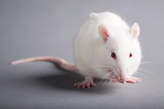 Frozen Rats: Your Size Guide to Frozen Feeder Rats for Sale