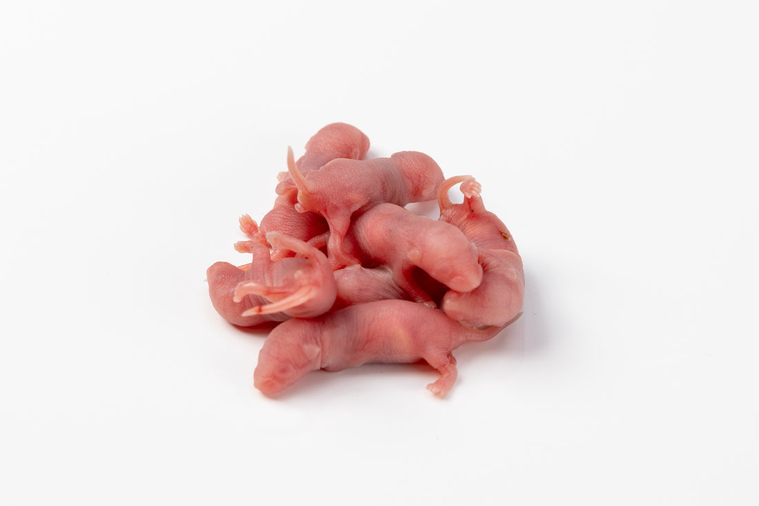 Pinky Mice: Comprehensive Guide for Frozen Feeder Mice