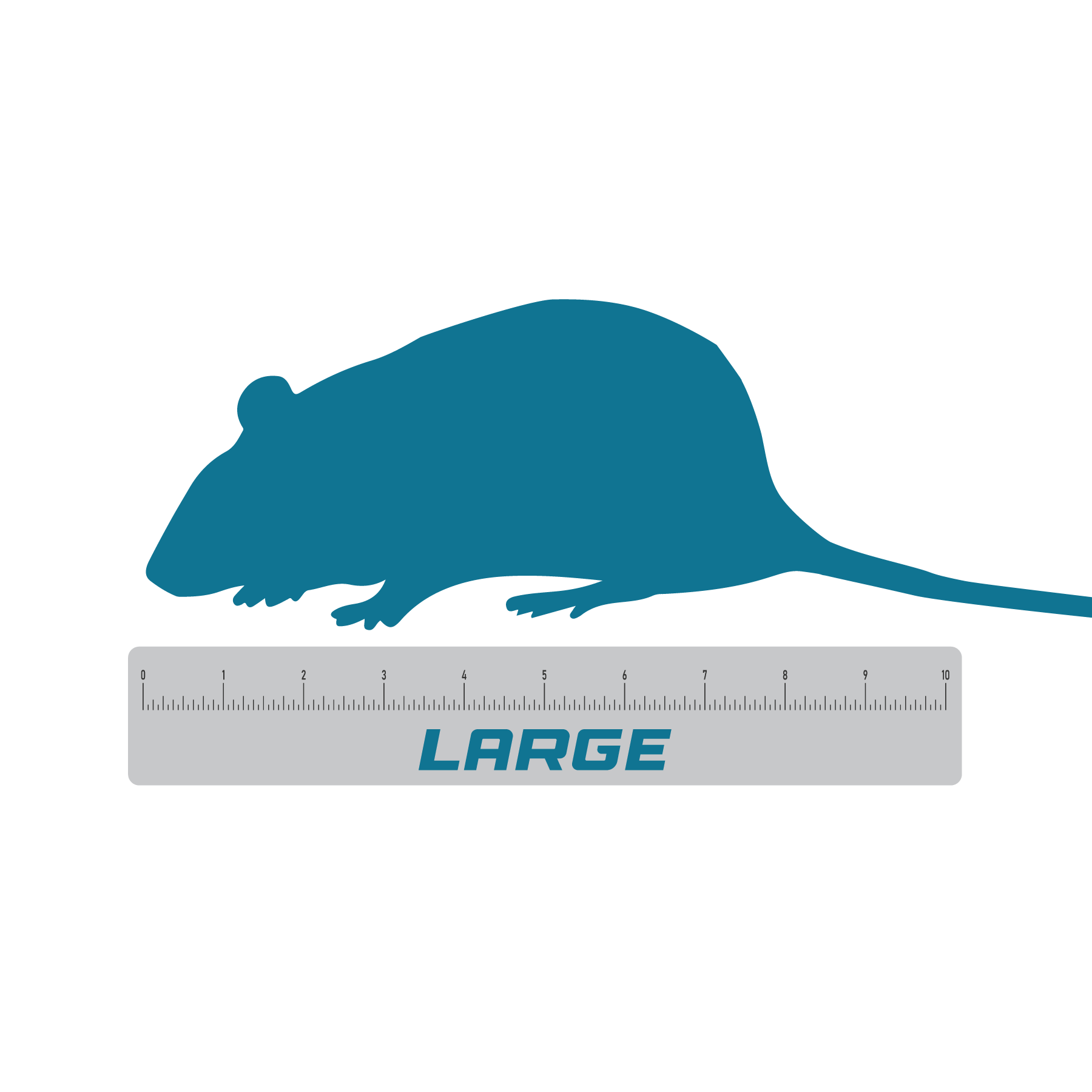 Large rat deals