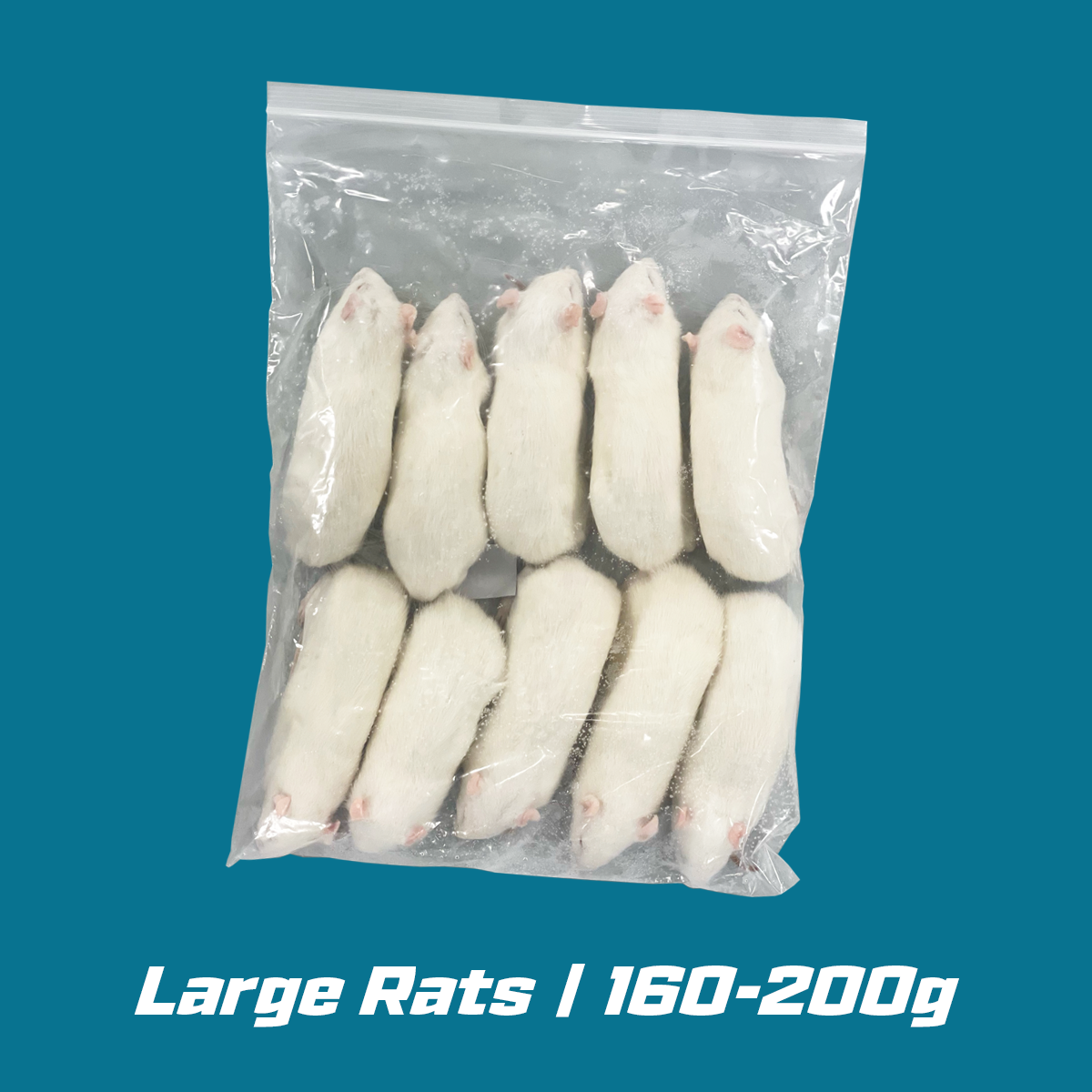 Large Frozen Rats