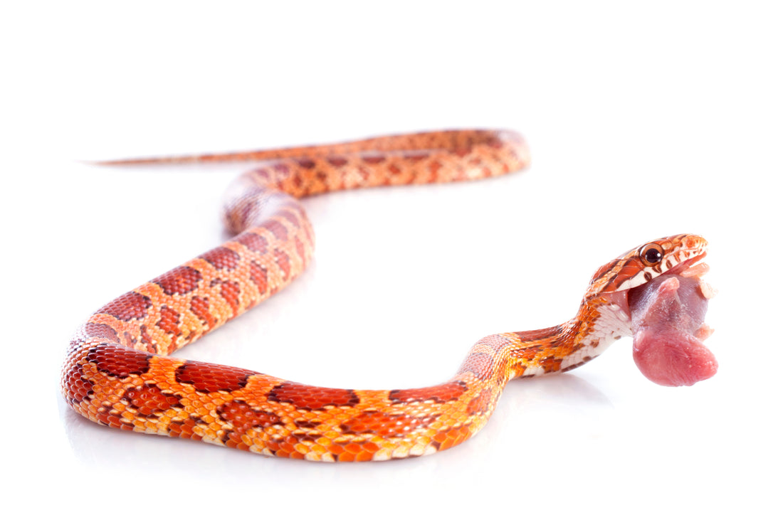 Corn snake eating pinky mouse
