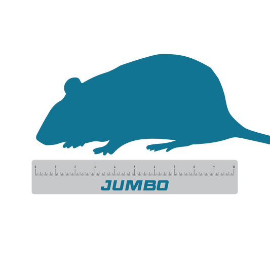 Jumbo frozen feeder rats