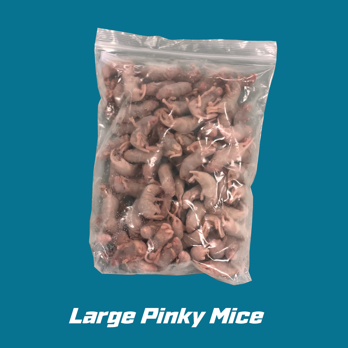 Large Frozen Pinky Mice