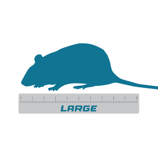 Large feeder frozen rats