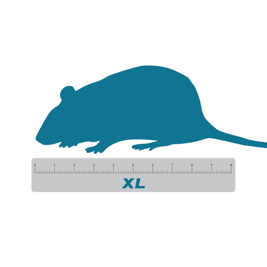 Extra large frozen feeder rats