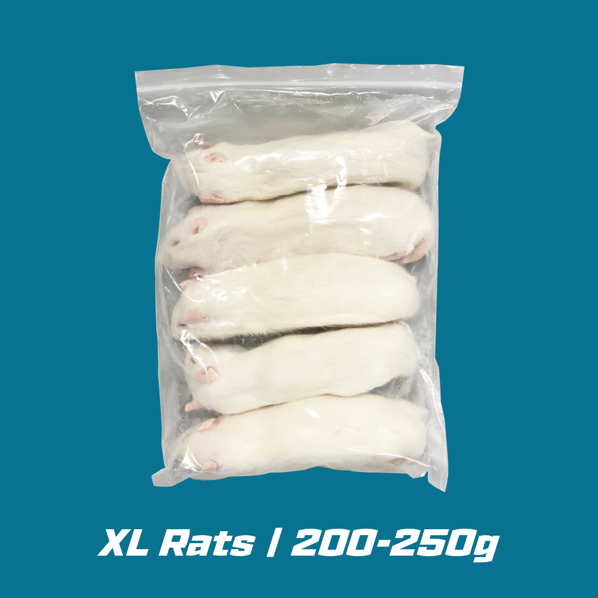 Extra Large Frozen Rats